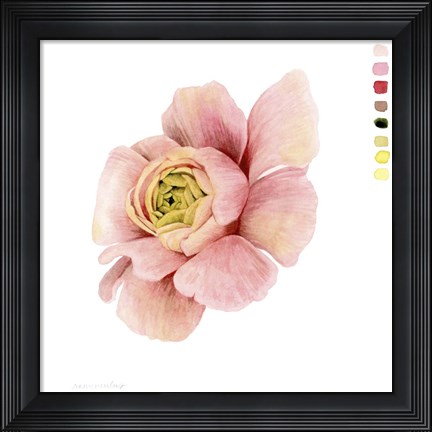Framed Watercolor Ranunculus Study II Print