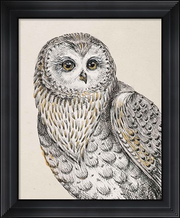 Framed Beautiful Owls IV Vintage Print