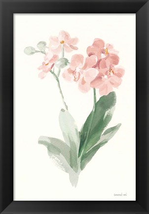 Framed Spring Orchid II Print