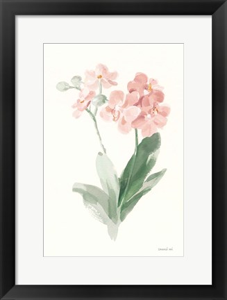 Framed Spring Orchid II Print