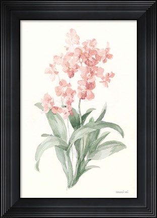Framed Spring Orchid I Print