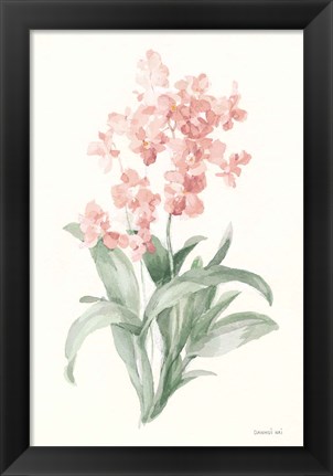 Framed Spring Orchid I Print