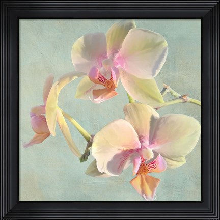 Framed Jewel Orchids I Print