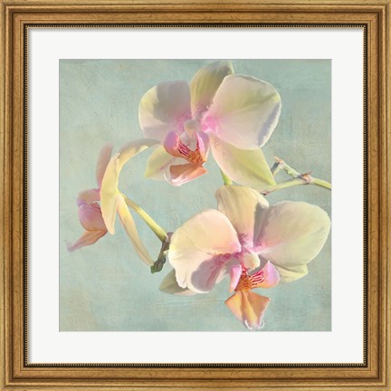 Framed Jewel Orchids I Print