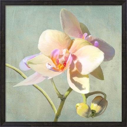 Framed Jewel Orchids II Print