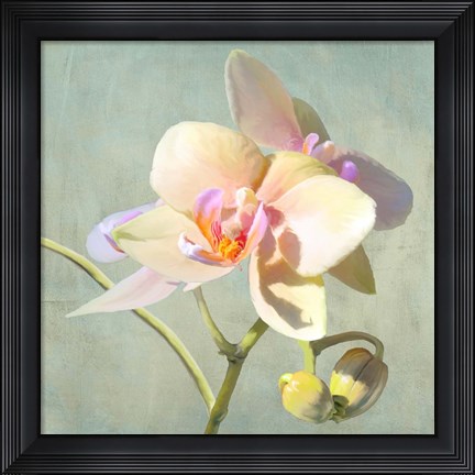 Framed Jewel Orchids II Print
