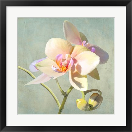 Framed Jewel Orchids II Print