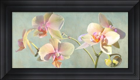 Framed Jewel Orchids Print