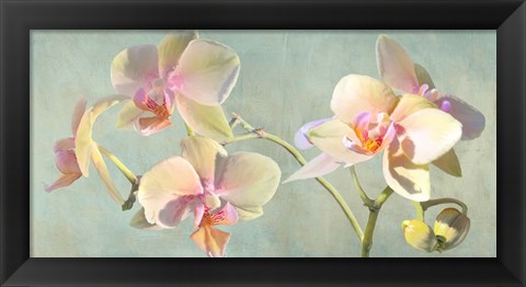 Framed Jewel Orchids Print