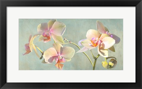 Framed Jewel Orchids Print