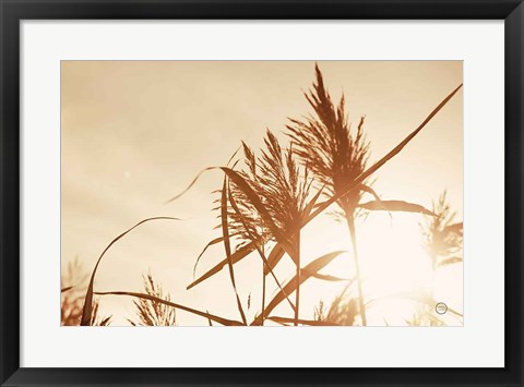 Framed Noon Grasses IV Print