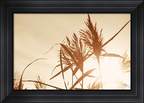 Framed Noon Grasses IV Print