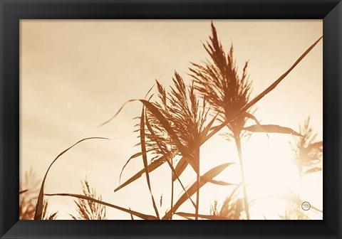 Framed Noon Grasses IV Print