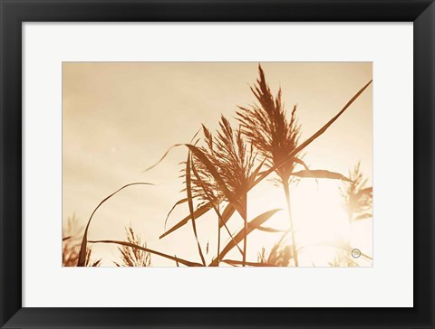 Framed Noon Grasses IV Print