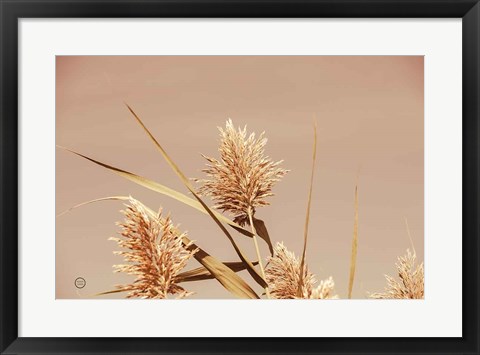 Framed Noon Grasses III Print