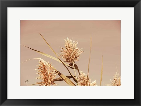 Framed Noon Grasses III Print