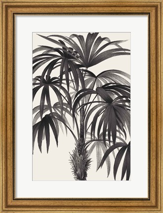 Framed Riviera Palms II BW Print