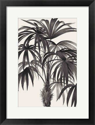 Framed Riviera Palms II BW Print