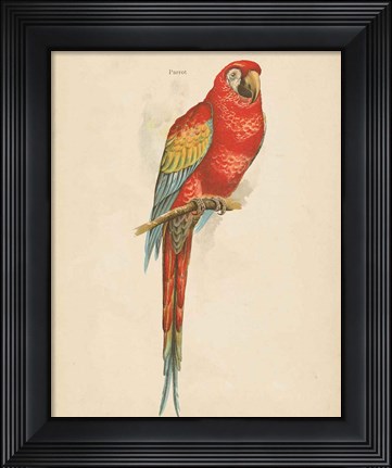 Framed Parrot Study Print