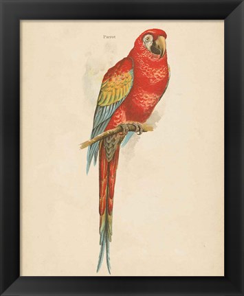 Framed Parrot Study Print