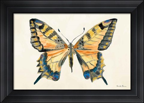 Framed Butterfly Study II Print