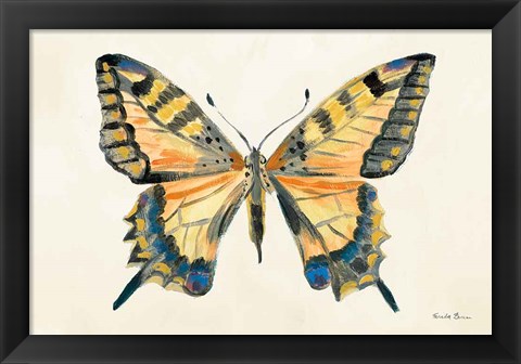 Framed Butterfly Study II Print