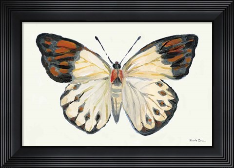 Framed Butterfly Study I Print