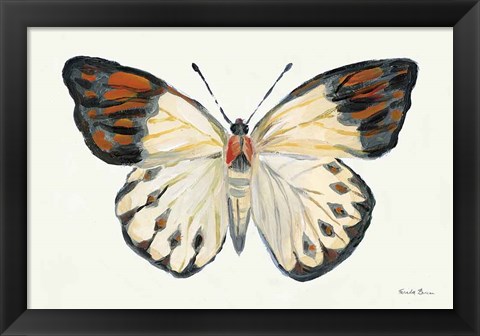 Framed Butterfly Study I Print