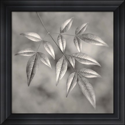 Framed Botanical Study No. 4 Print