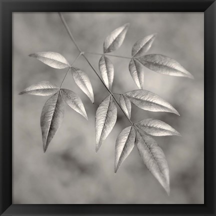 Framed Botanical Study No. 4 Print