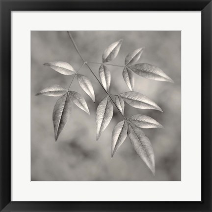 Framed Botanical Study No. 4 Print