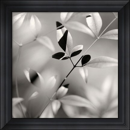 Framed Botanical Study No. 5 Print