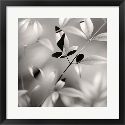 Framed Botanical Study No. 5 Print