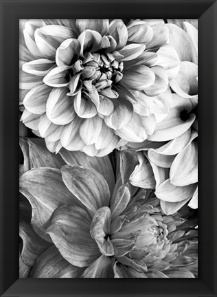 Framed B&amp;W Flower 2 Print