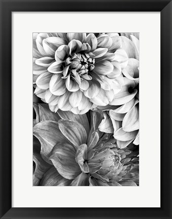 Framed B&amp;W Flower 2 Print