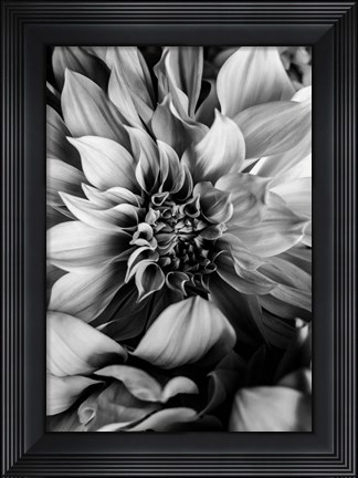 Framed B&amp;W Flower 4 Print