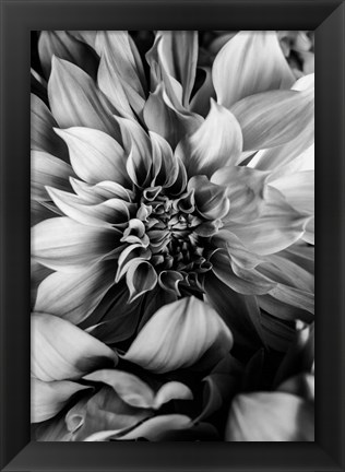 Framed B&amp;W Flower 4 Print