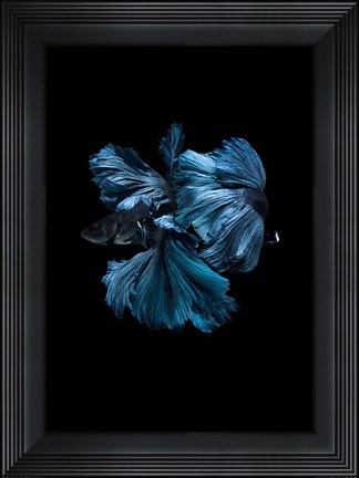 Framed Blue Betta Print