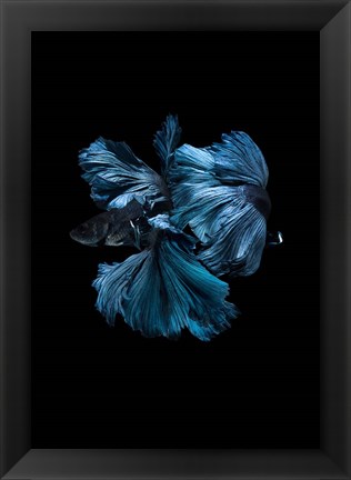 Framed Blue Betta Print