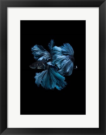 Framed Blue Betta Print