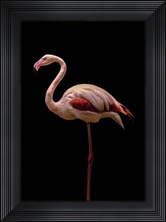 Framed Flamingo Print