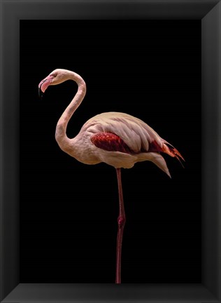 Framed Flamingo Print