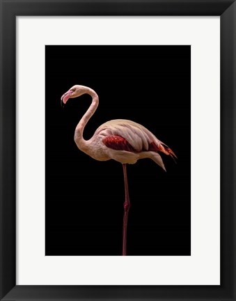 Framed Flamingo Print