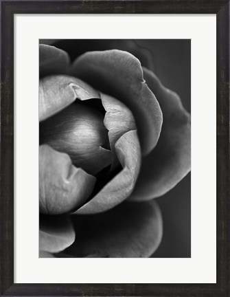 Framed Flower Bloom Print