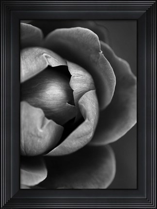 Framed Flower Bloom Print