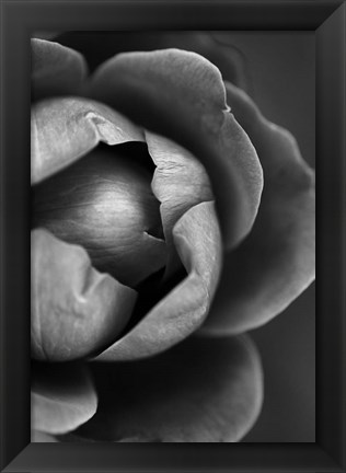 Framed Flower Bloom Print