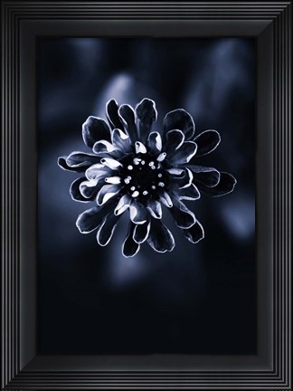 Framed Flower Bloom 2 Print