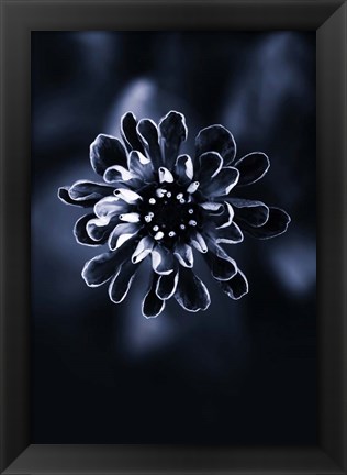 Framed Flower Bloom 2 Print