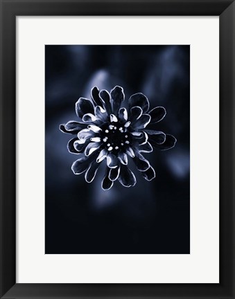 Framed Flower Bloom 2 Print