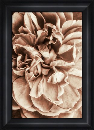 Framed Flower Bloom 3 Print